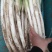 大葱大量供应长白，章丘大葱货源充足随到随装