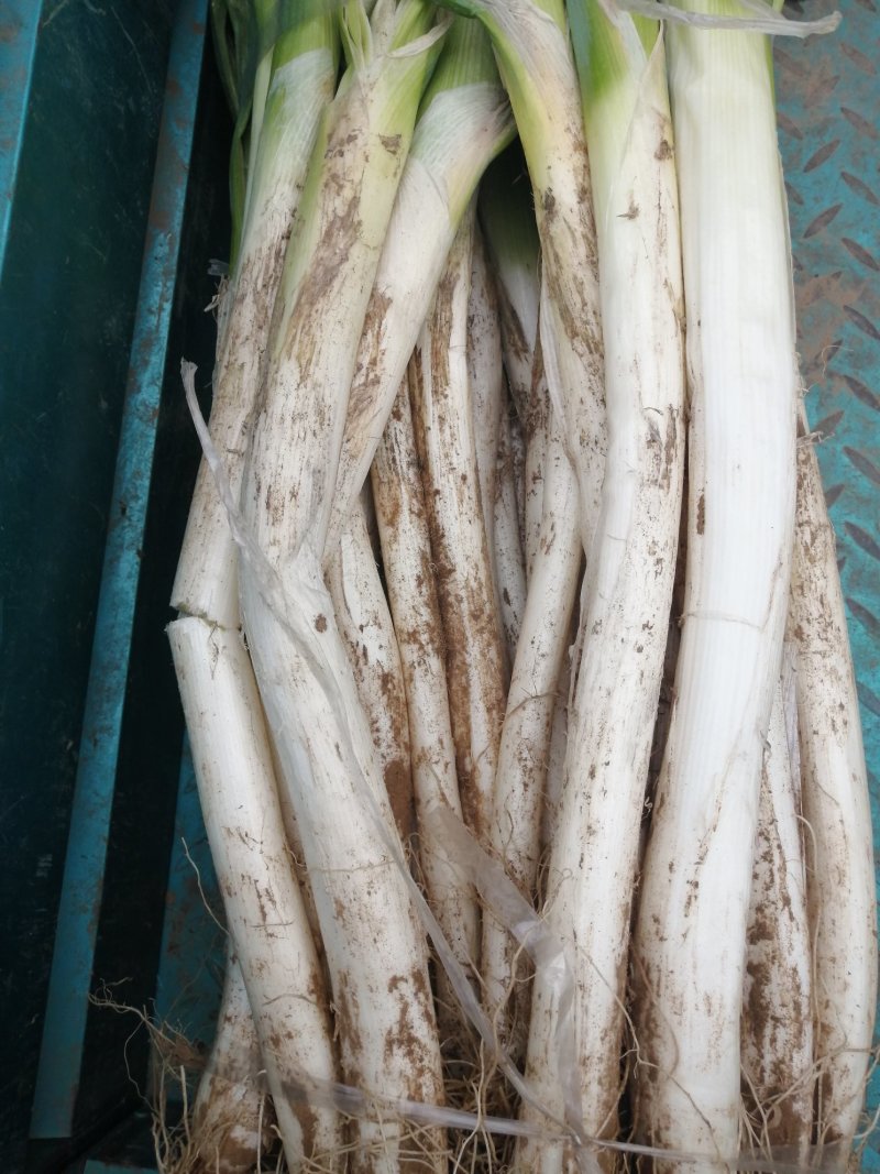 大葱大量供应长白，章丘大葱货源充足随到随装
