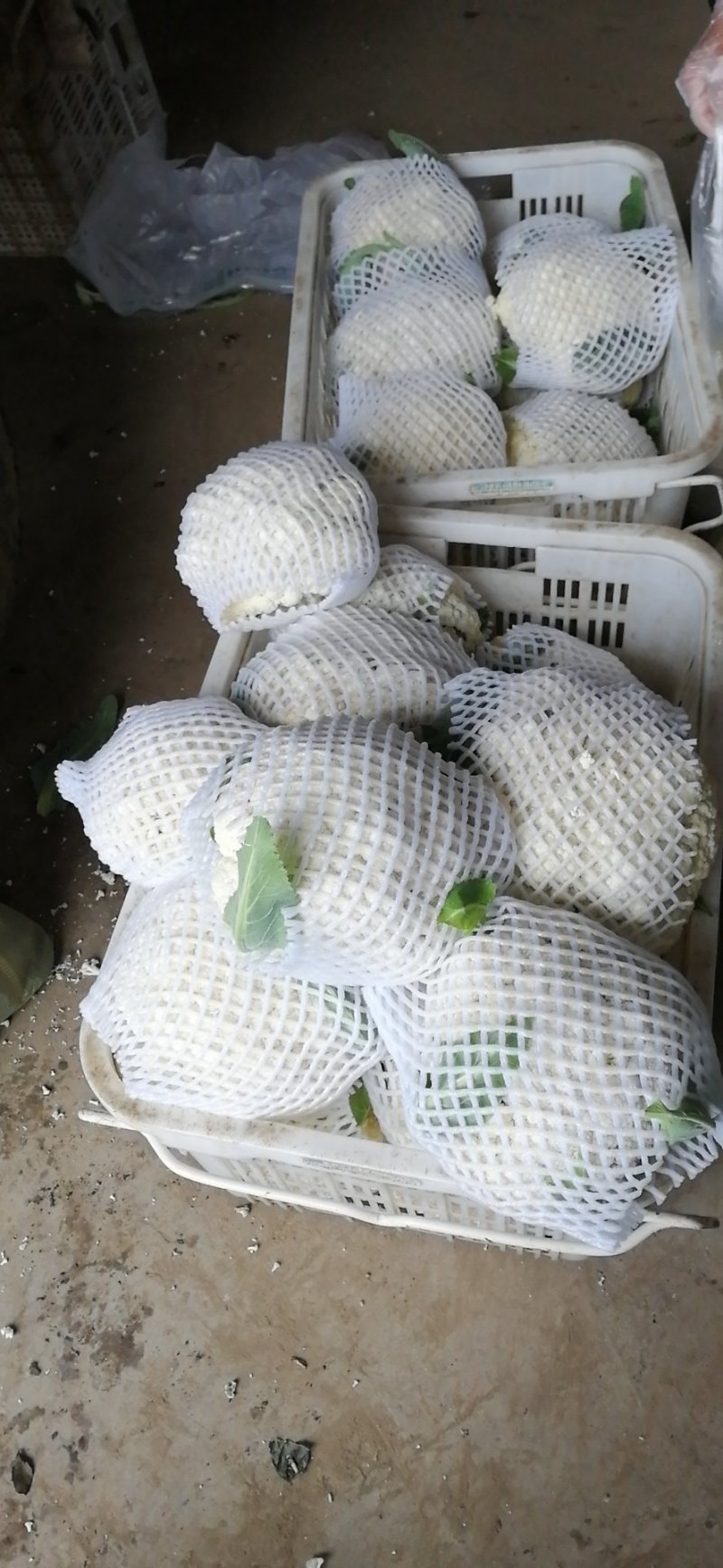 松花菜1～2斤，米黄，