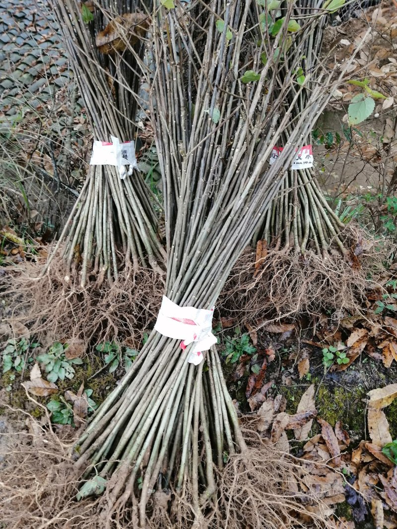广元市昭化区大量出毛叶山桐苗（山桐苗，）易栽树，成活率高