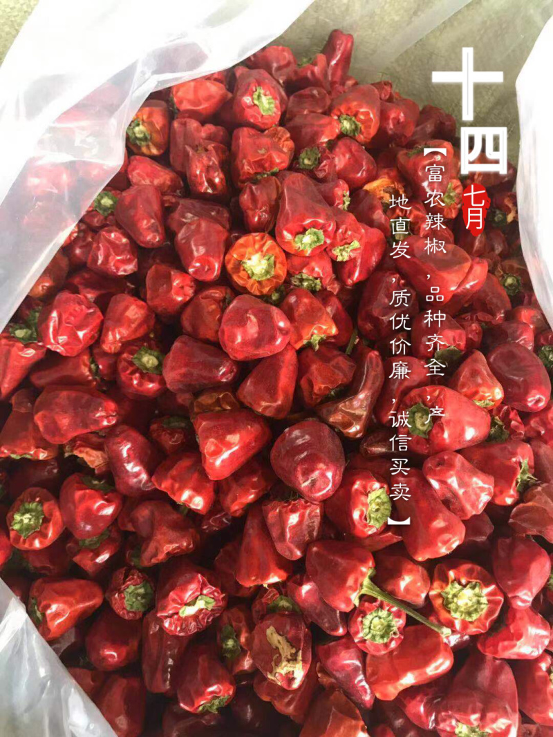 【质优价廉】灯笼椒，香辣型，价格来电咨询