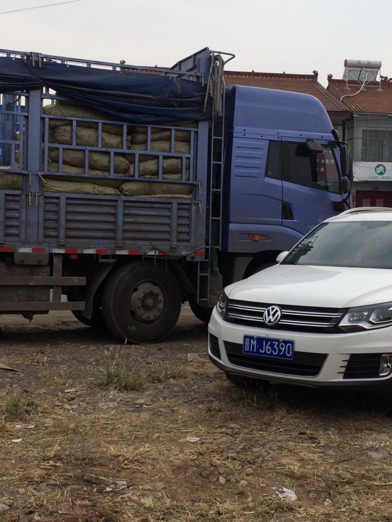 丹参苗，药用丹参苗，血参苗，基地直销