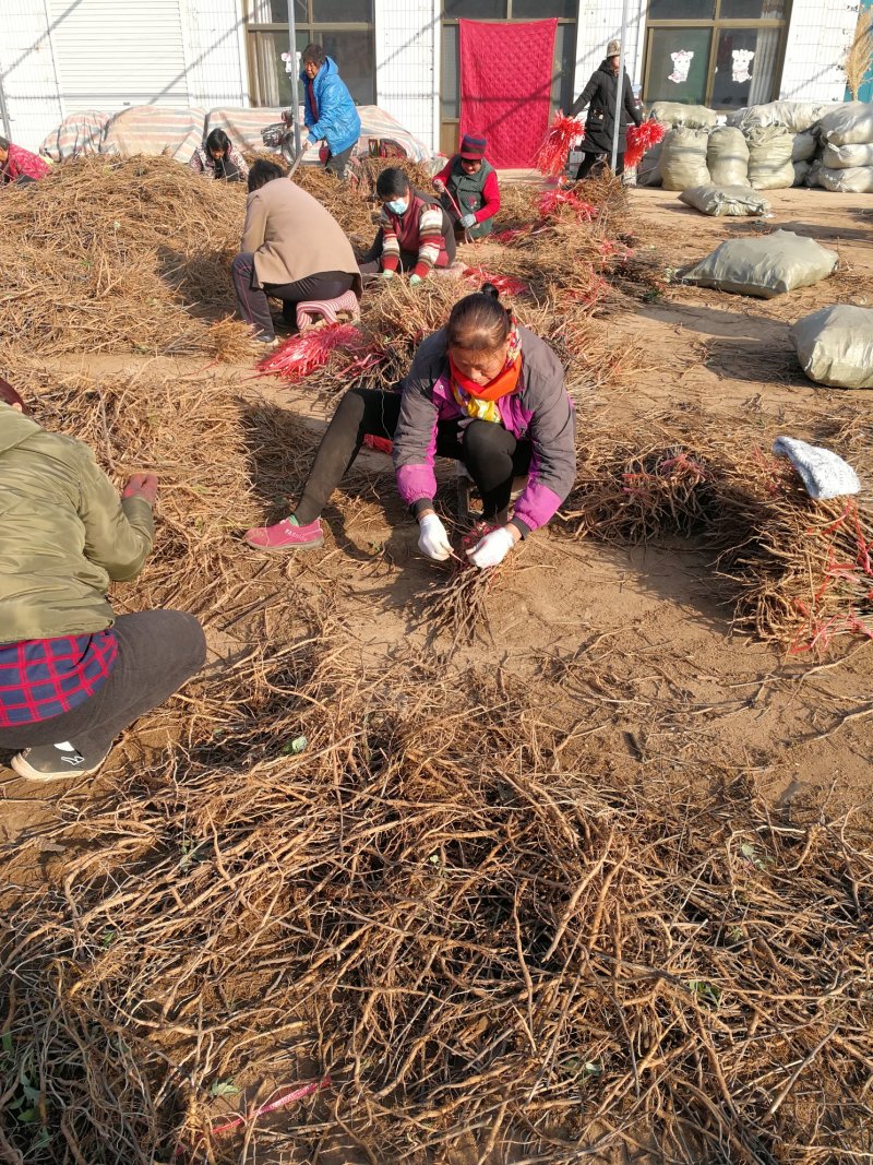 丹参苗，药用丹参苗，血参苗，基地直销