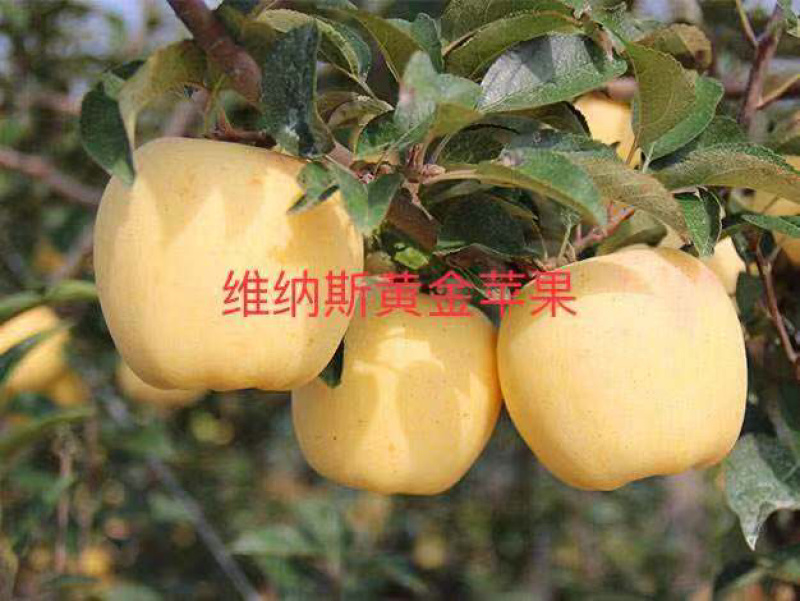 2年生维纳斯黄金苹果苗大量供应中，品种保障