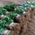 精品大叶香菜芫荽打捆香菜常年供应诚信无忧专业代办