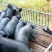 沂蒙山商品苗猪仔猪常年供应20~30斤生猪种母猪供应