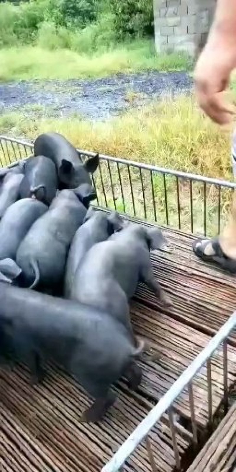 沂蒙山商品苗猪仔猪常年供应20~30斤生猪种母猪供应