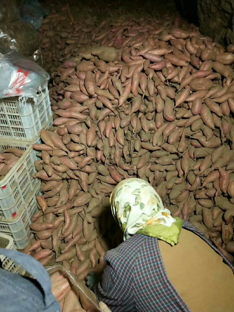 红薯地瓜产地西瓜红地瓜西瓜红红薯地瓜