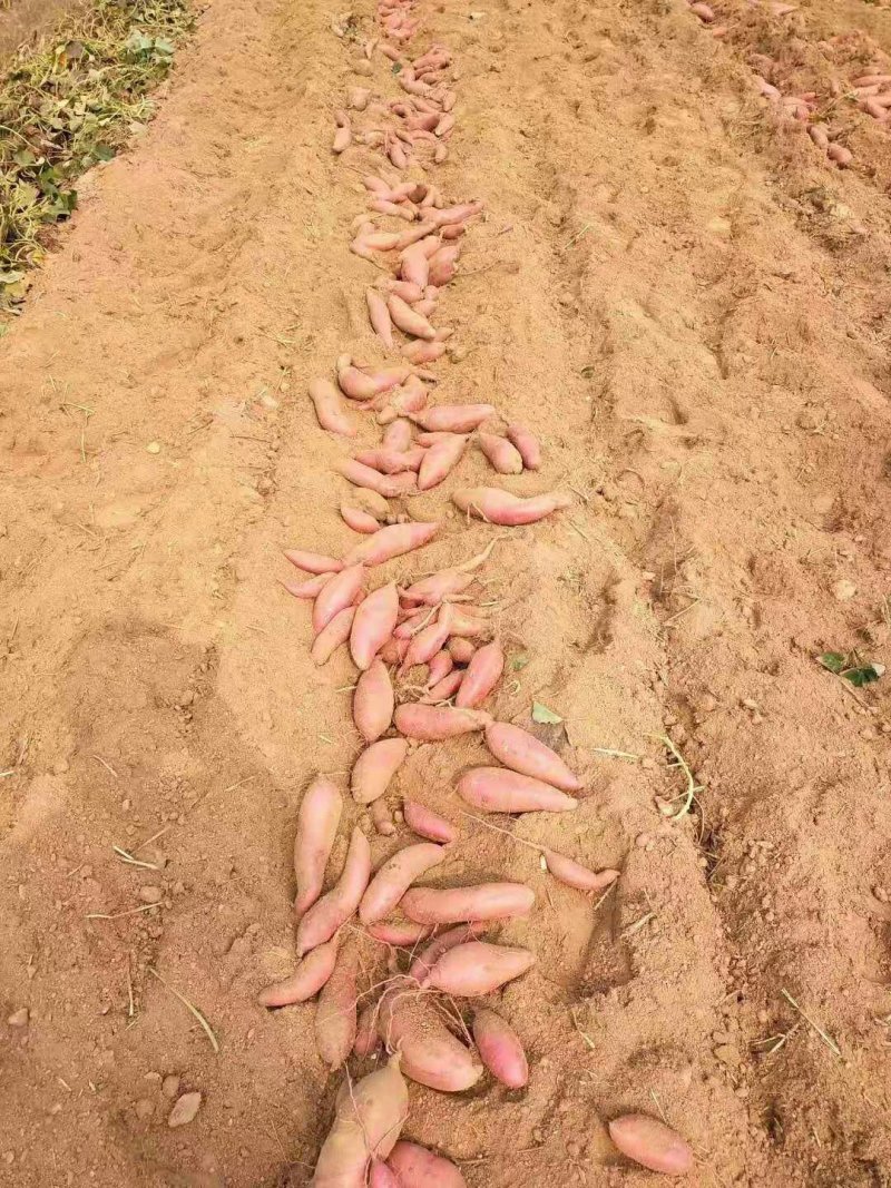 红薯地瓜产地西瓜红地瓜西瓜红红薯地瓜