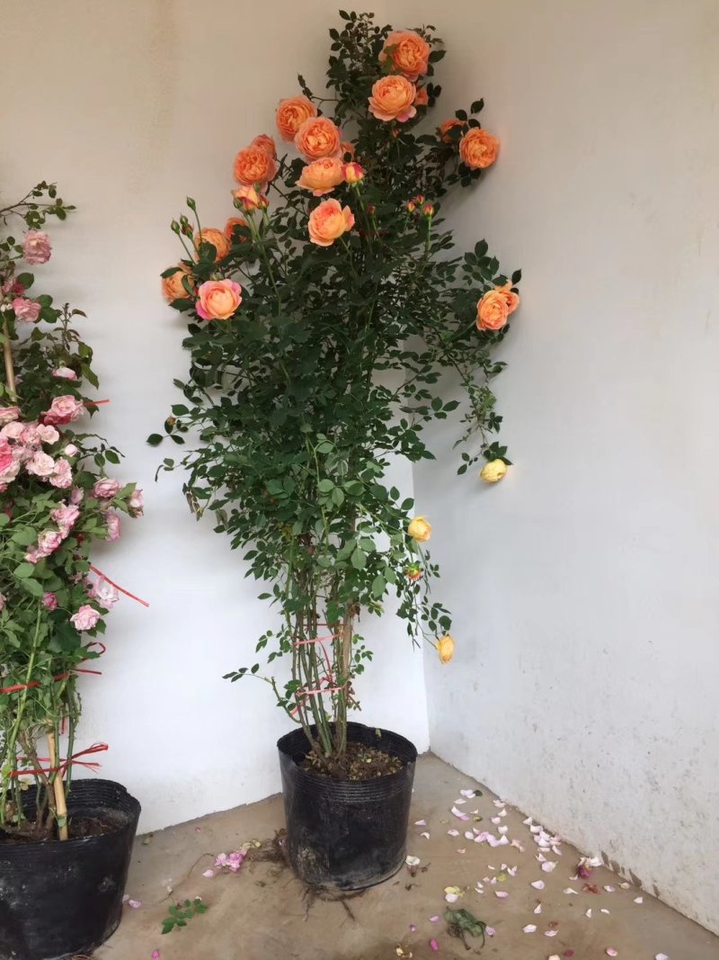 花墙爬藤欧月价格便宜