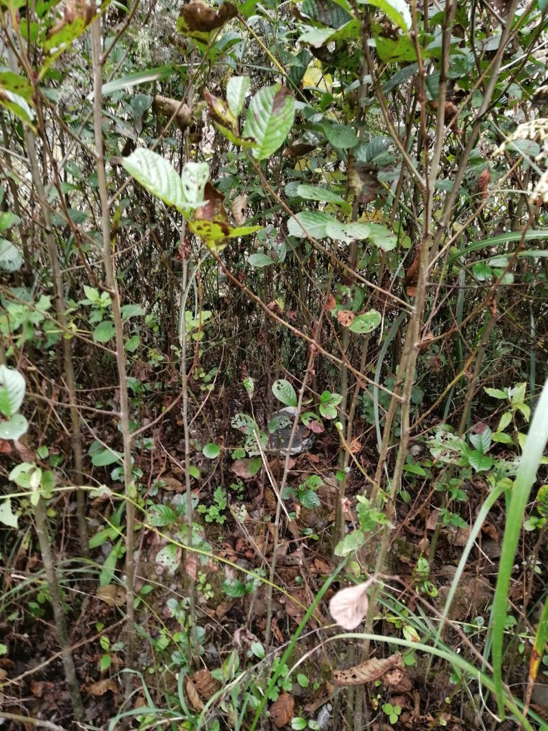 直销广元市昭化区桤木苗成活率高，生长快，树杆直