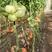 西红柿苗，越夏，秋延迟品种，抗病毒，抗裂果抗死棵