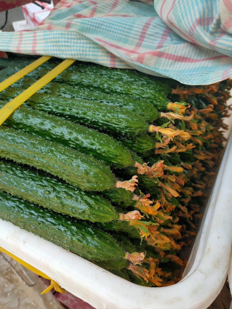 黄瓜鲜花带刺18~22公分有青亮型黑亮型干花带刺有中条