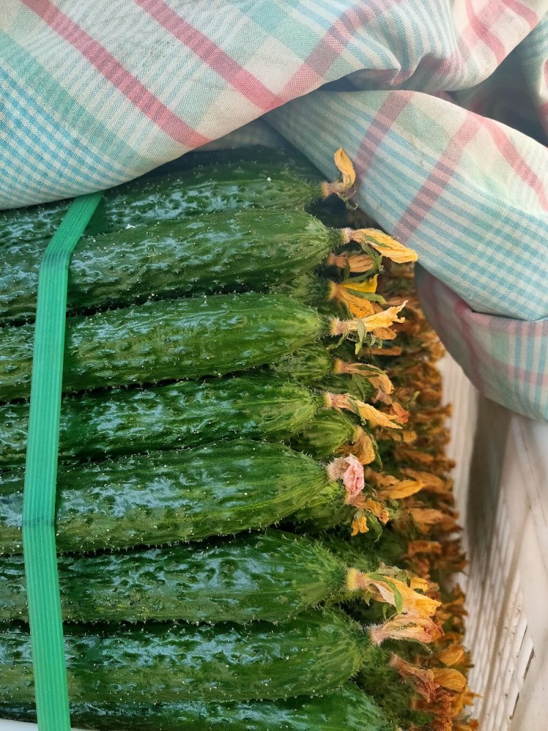 黄瓜鲜花带刺18~22公分有青亮型黑亮型干花带刺有中条