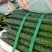 黄瓜鲜花带刺18~22公分有青亮型黑亮型干花带刺有中条