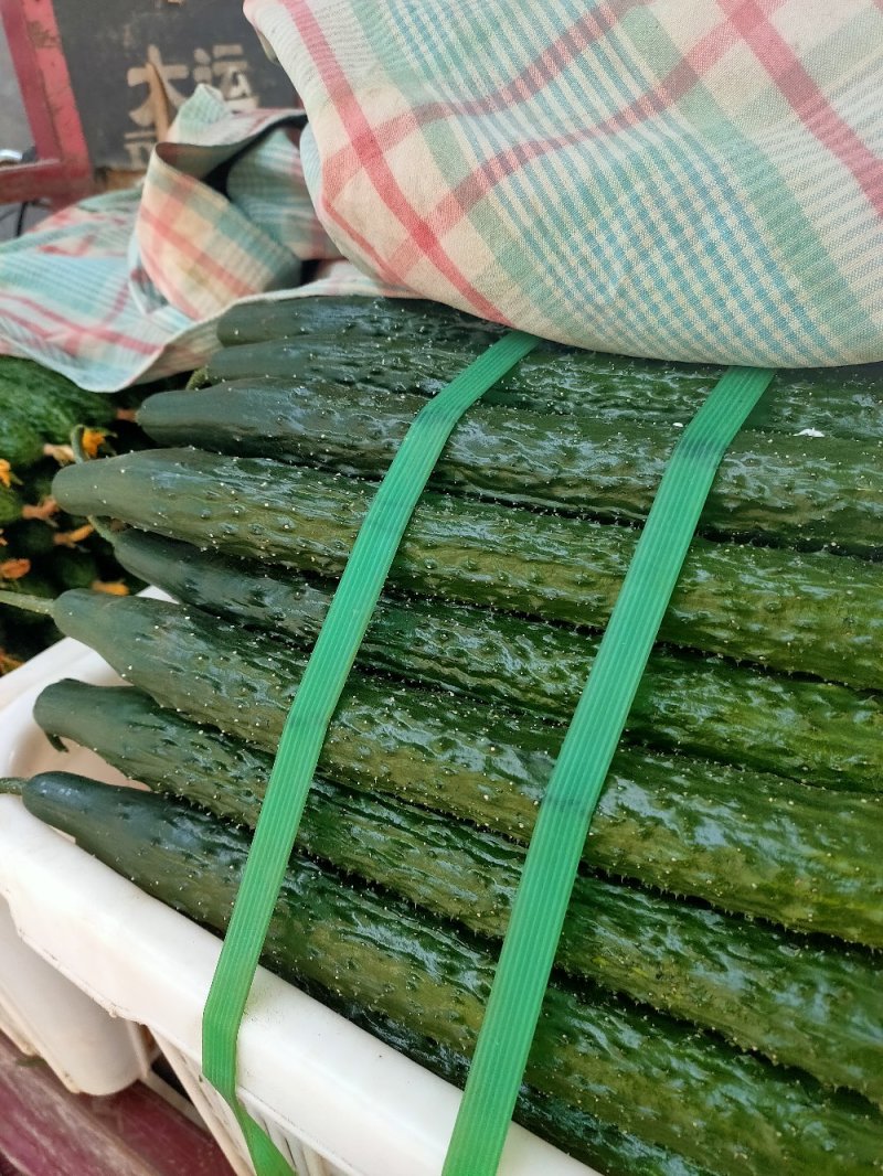 黄瓜鲜花带刺18~22公分有青亮型黑亮型干花带刺有中条