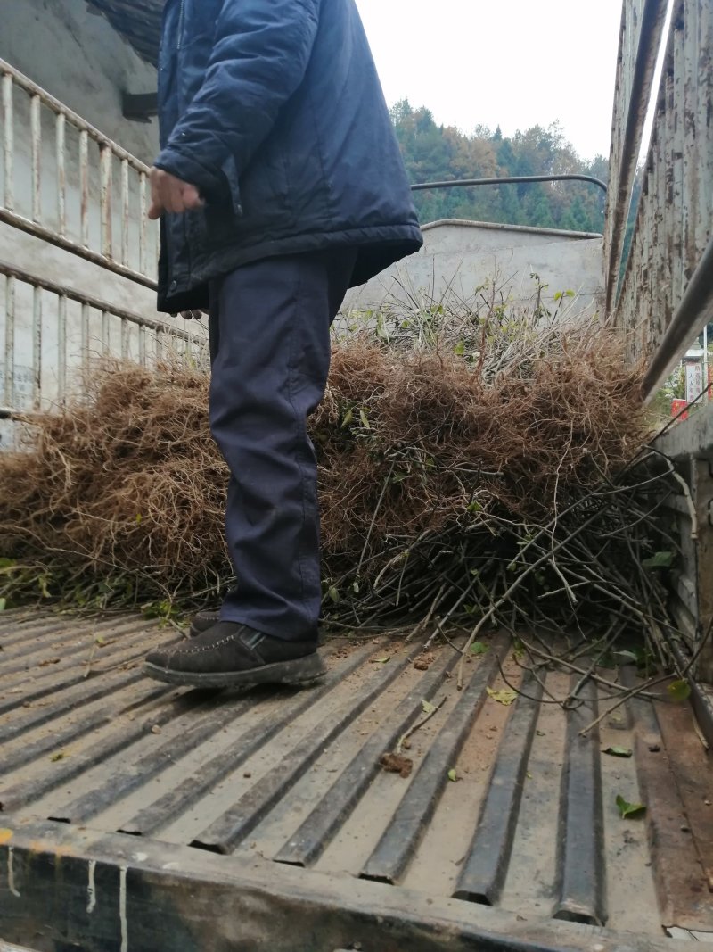 直销广元市昭化山桐苗（毛叶山桐）易栽种，成活率高，生长快