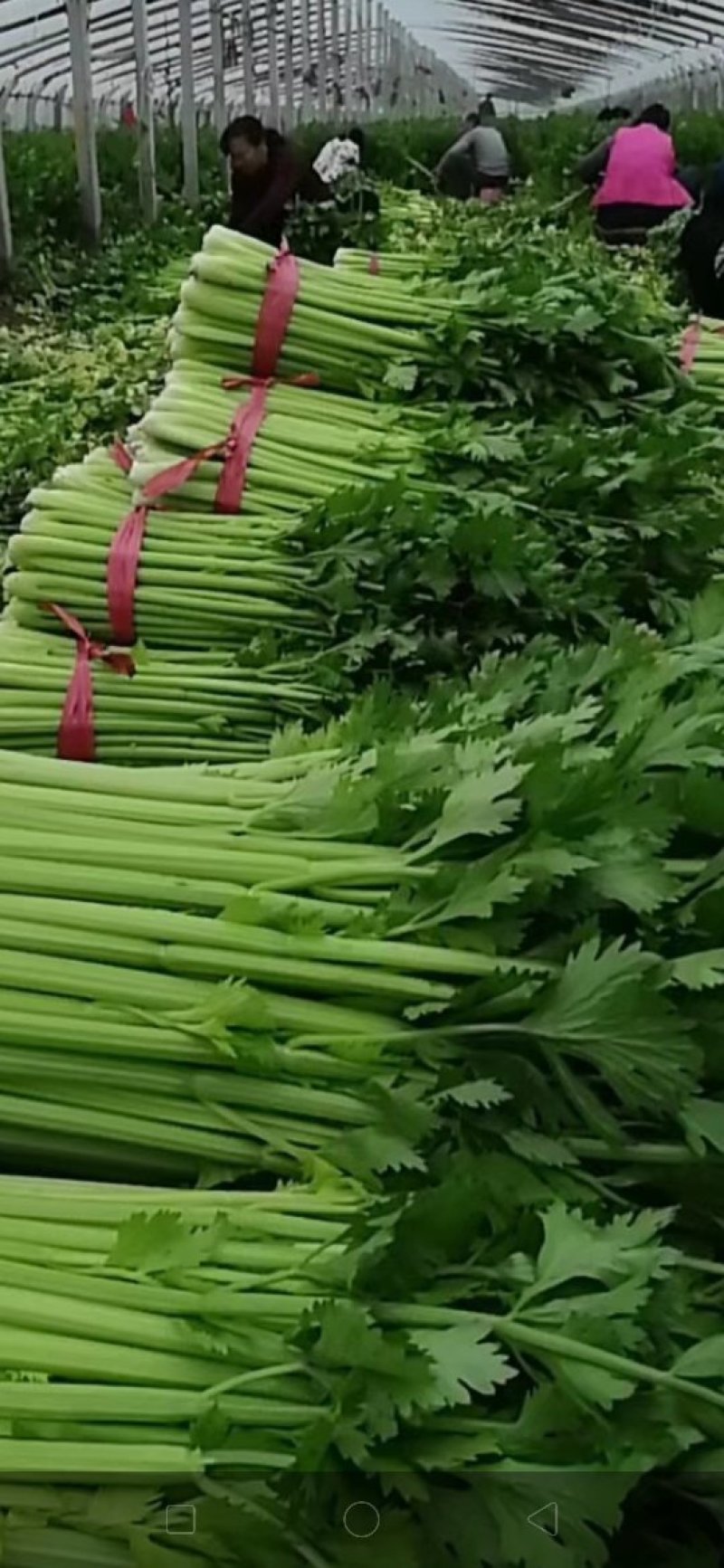 西芹大量上市中，60cm以上