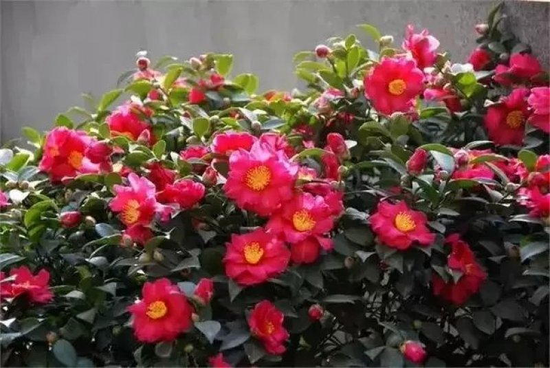 室外花开不断茶梅小苗红花茶花茶梅茶梅球带自土发货
