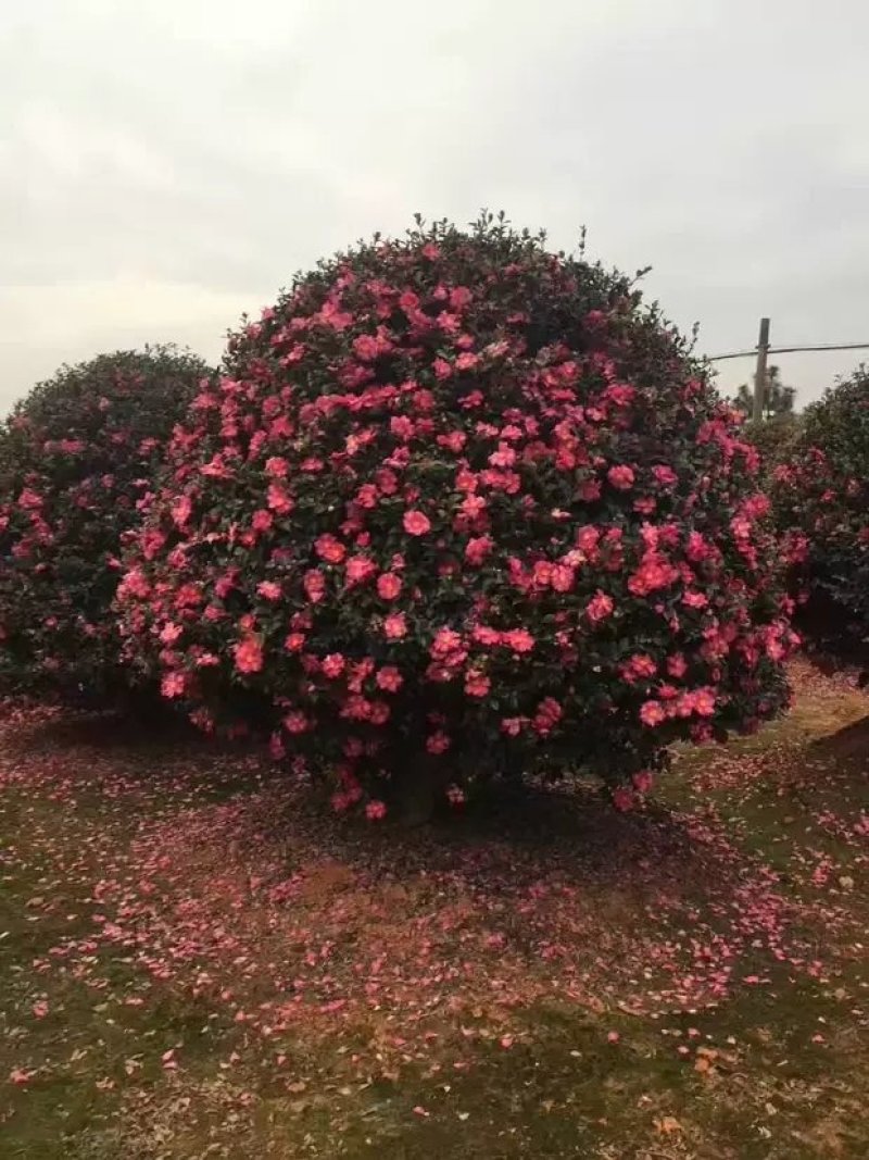 室外花开不断茶梅小苗红花茶花茶梅茶梅球带自土发货