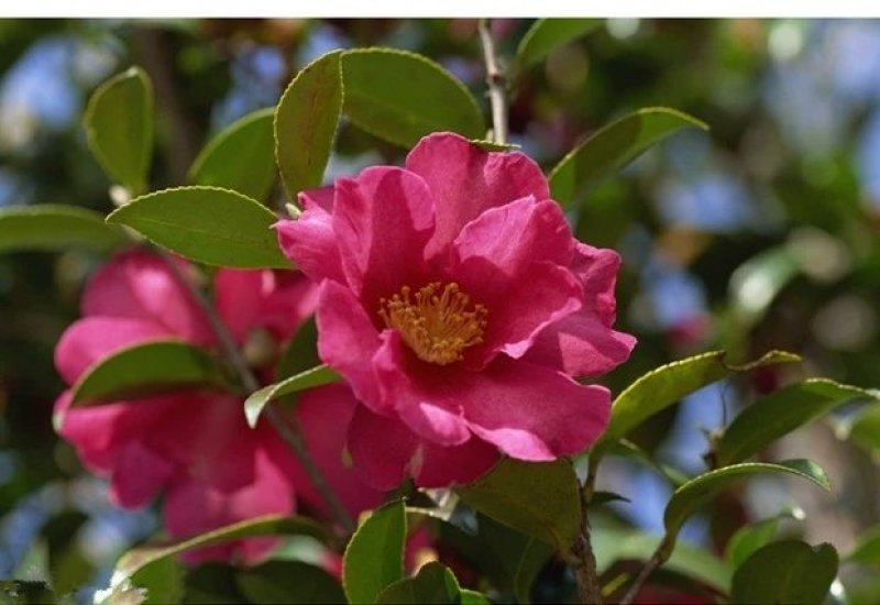 室外花开不断茶梅小苗红花茶花茶梅茶梅球带自土发货