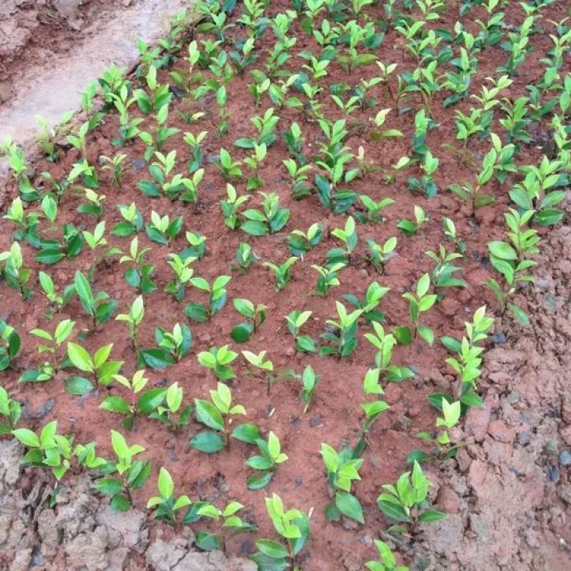 室外花开不断茶梅小苗红花茶花茶梅茶梅球带自土发货