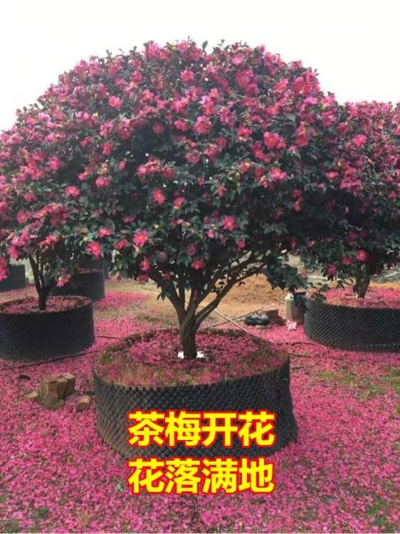 室外花开不断茶梅小苗红花茶花茶梅茶梅球带自土发货