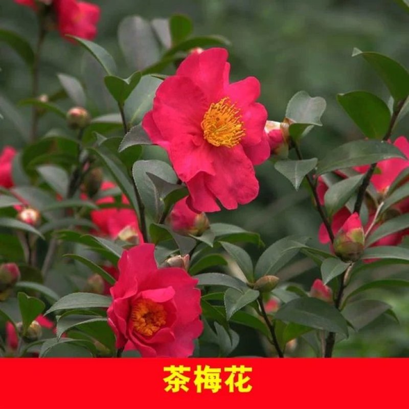 室外花开不断茶梅小苗红花茶花茶梅茶梅球带自土发货