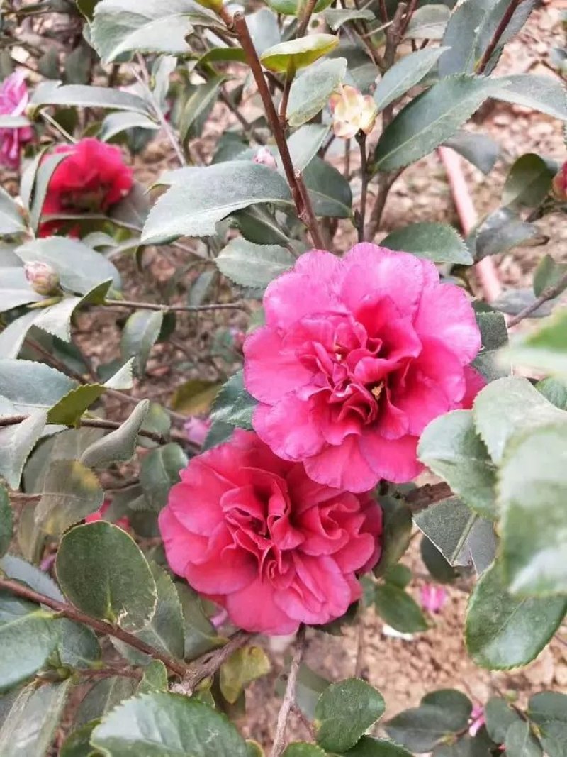 室外花开不断茶梅小苗红花茶花茶梅茶梅球带自土发货