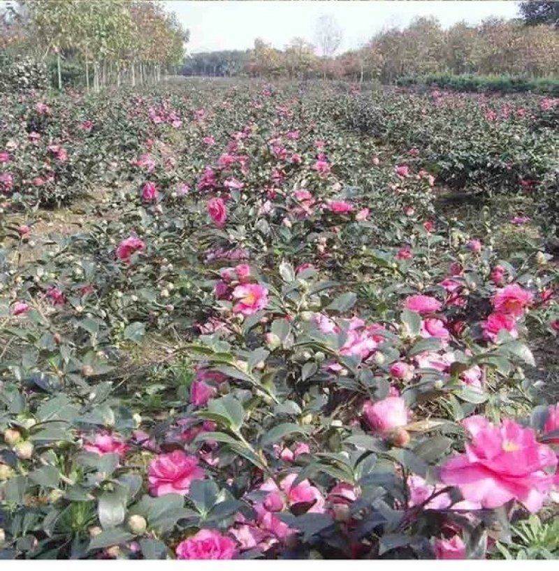 室外花开不断茶梅小苗红花茶花茶梅茶梅球带自土发货