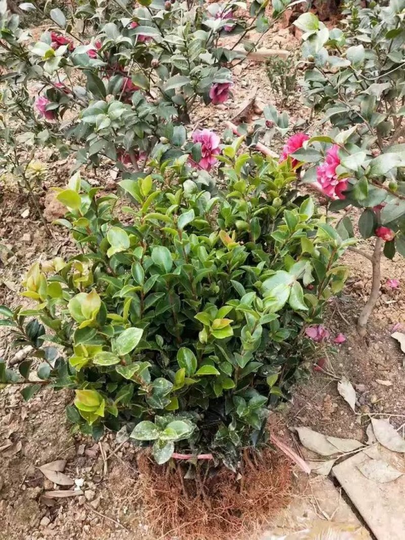 室外花开不断茶梅小苗红花茶花茶梅茶梅球带自土发货