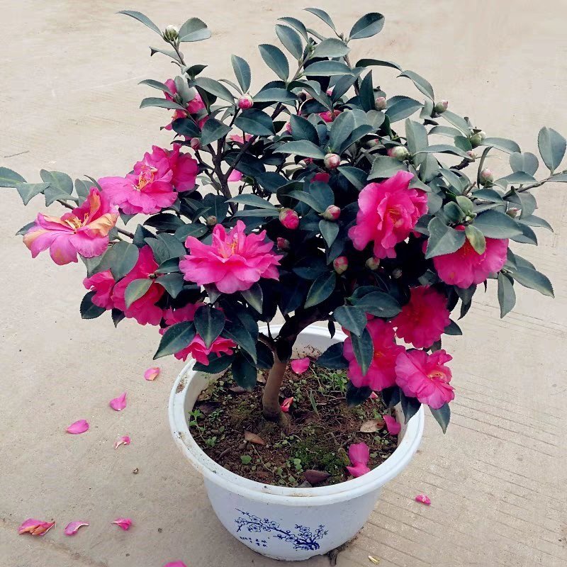 室外花开不断茶梅小苗红花茶花茶梅茶梅球带自土发货