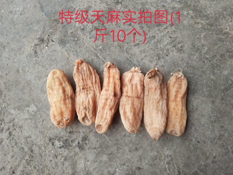 包邮秦岭林下纯野乌红天麻药效浓色靓货干老店【代磨粉切片】