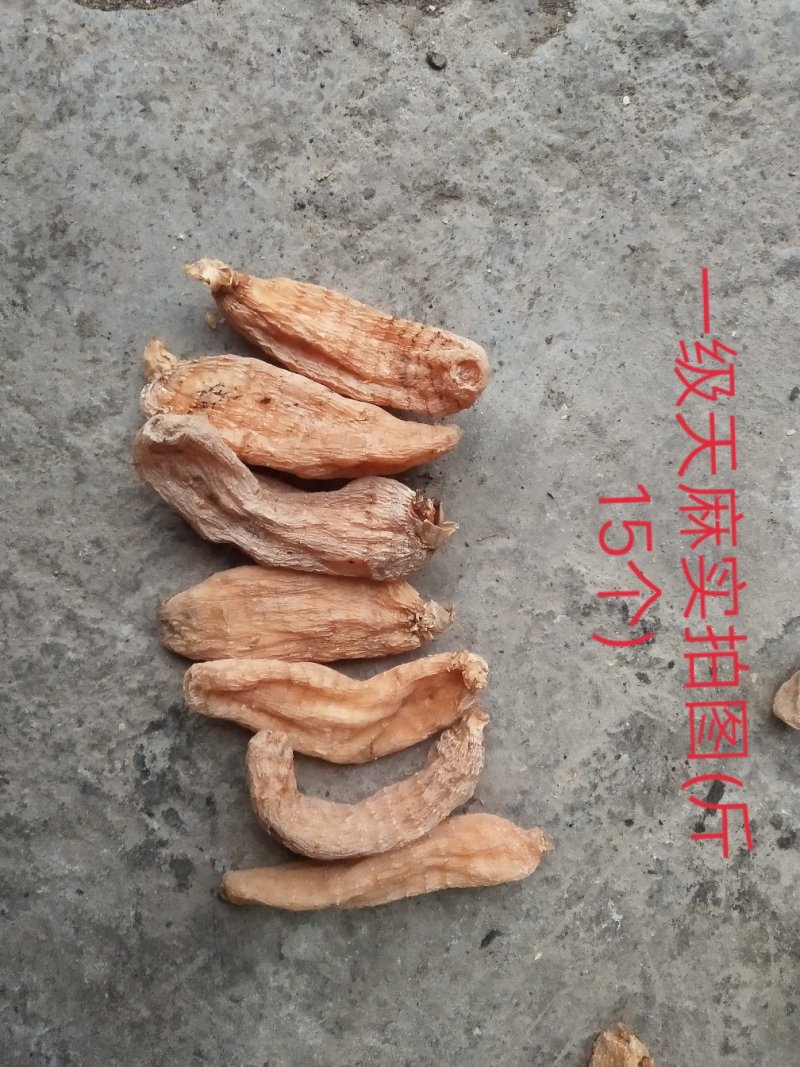 包邮秦岭林下纯野乌红天麻药效浓色靓货干老店【代磨粉切片】