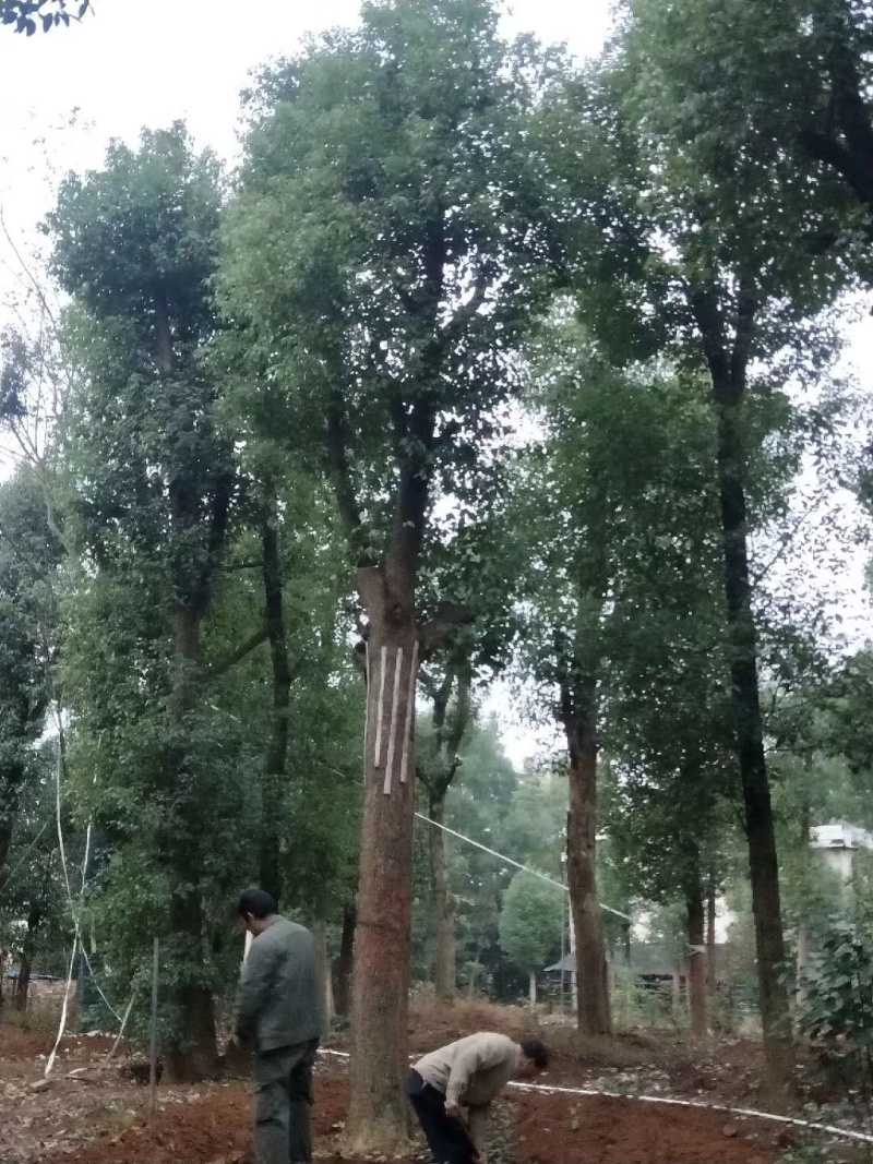 25-50公分骨架香樟，