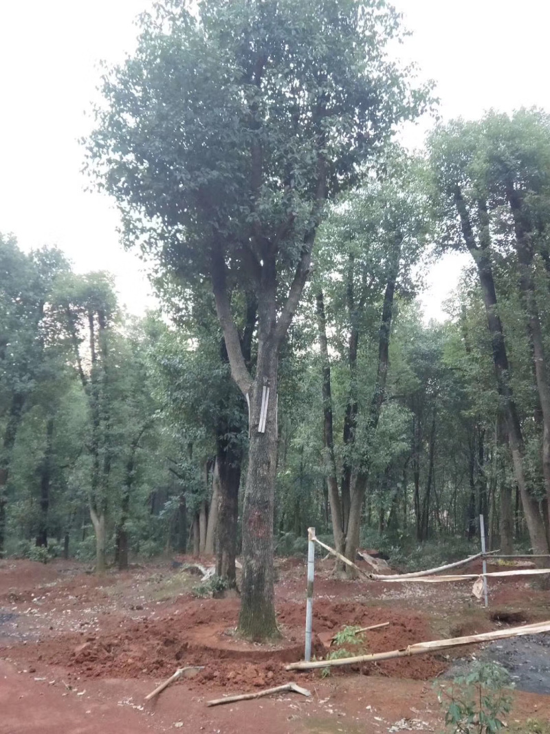 25-50公分骨架香樟，