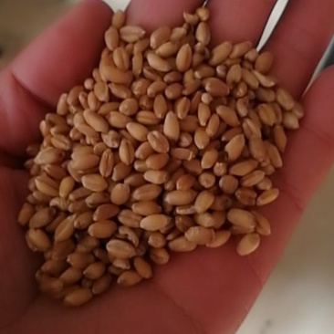 优质小麦，磨面小麦，精选大粒小麦