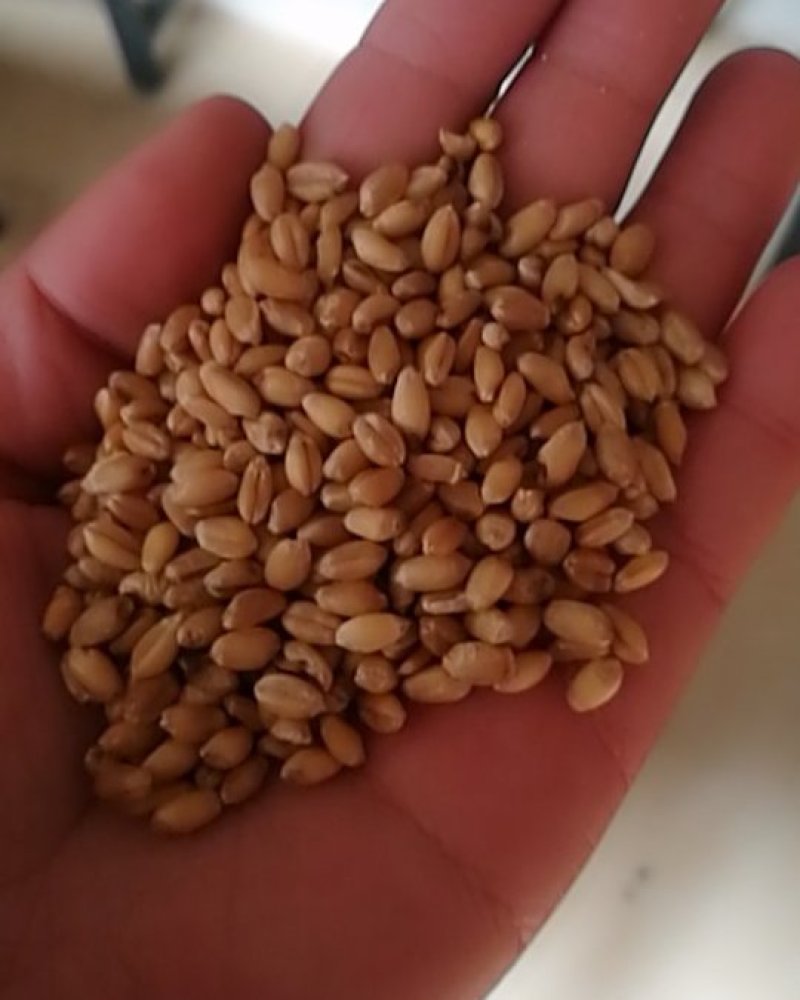 优质小麦，磨面小麦，精选大粒小麦