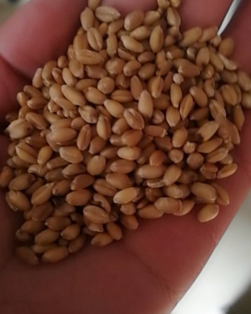 优质小麦，磨面小麦，精选大粒小麦