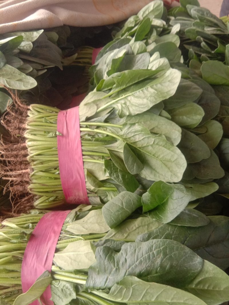 精品大叶菠菜大量上市20~25厘米
