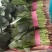 精品大叶菠菜大量上市20~25厘米