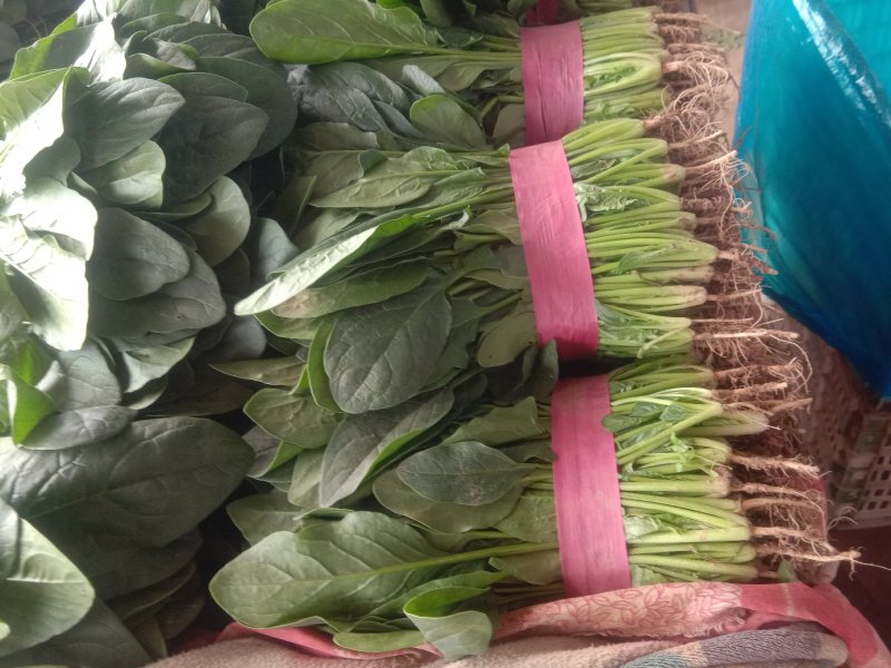 精品大叶菠菜大量上市20~25厘米