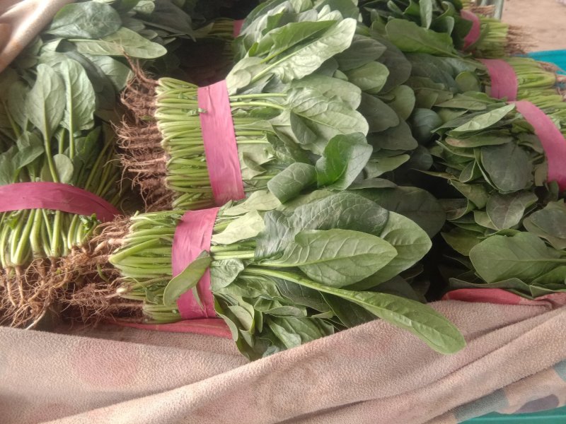 精品大叶菠菜大量上市20~25厘米