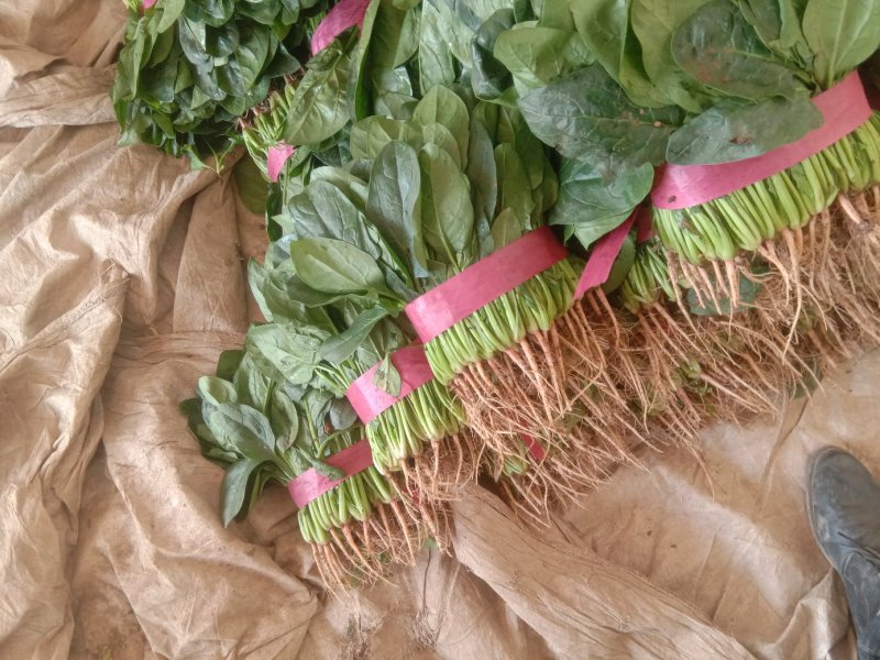 精品大叶菠菜大量上市20~25厘米