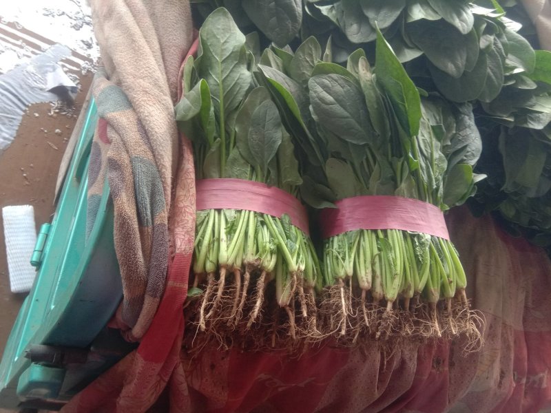 精品大叶菠菜大量上市20~25厘米