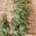 精品大叶菠菜大量上市20~25厘米