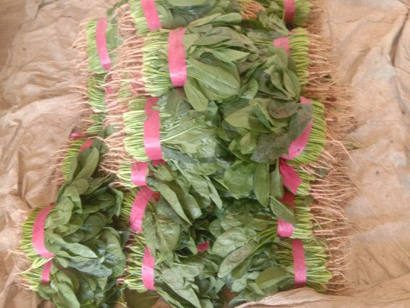 精品大叶菠菜大量上市20~25厘米