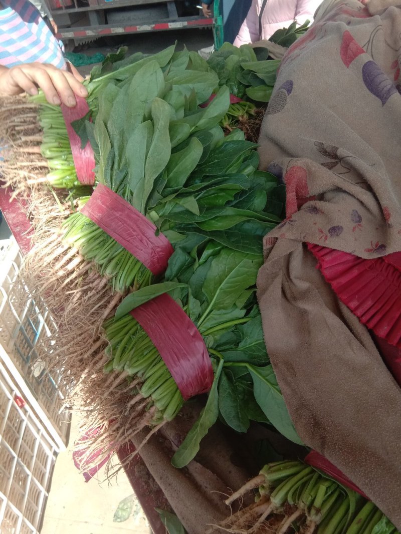 精品大叶菠菜大量上市20~25厘米