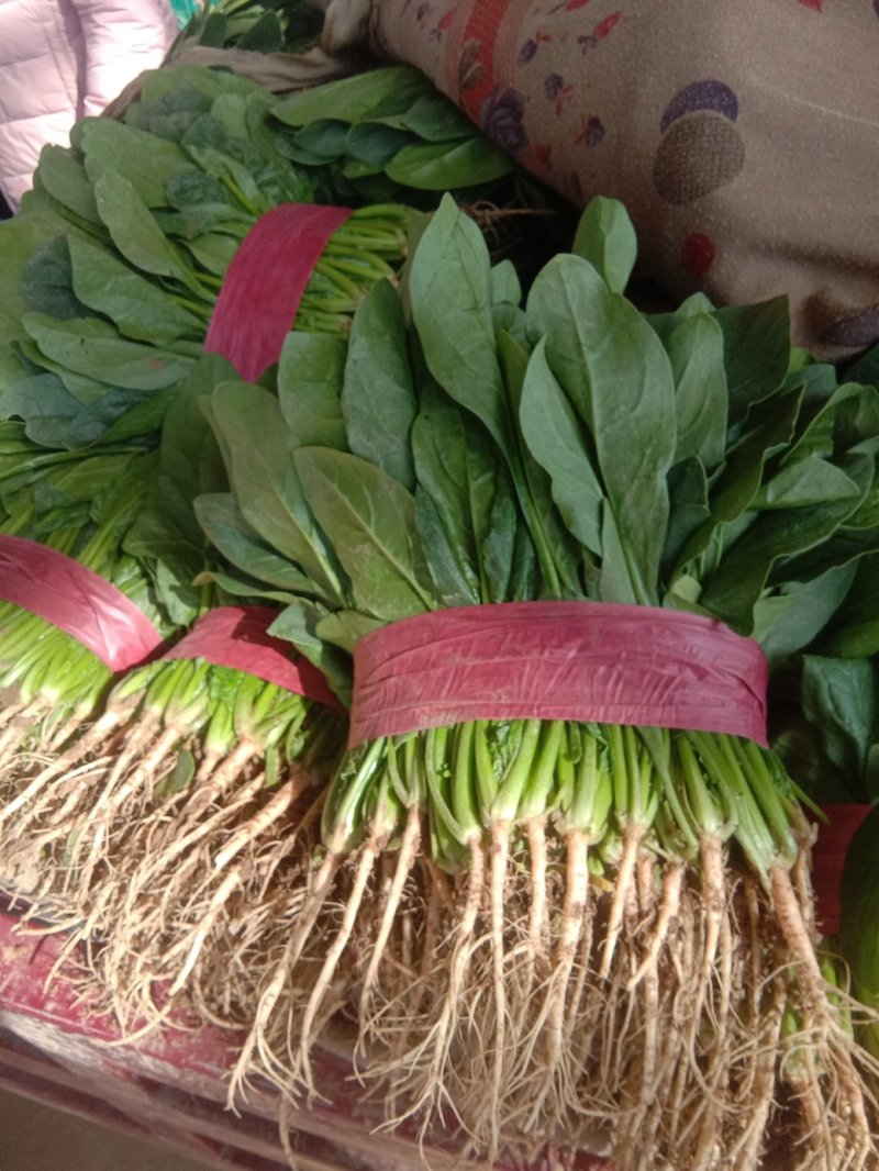 精品大叶菠菜大量上市20~25厘米