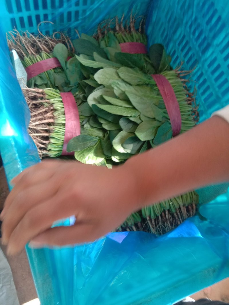 精品大叶菠菜大量上市20~25厘米